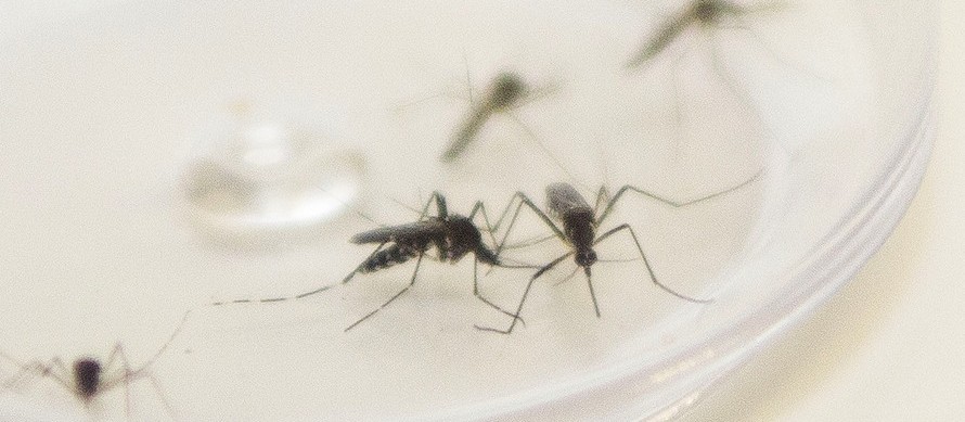 Maringá registra 11 novos casos de dengue em uma semana; total sobe para 45