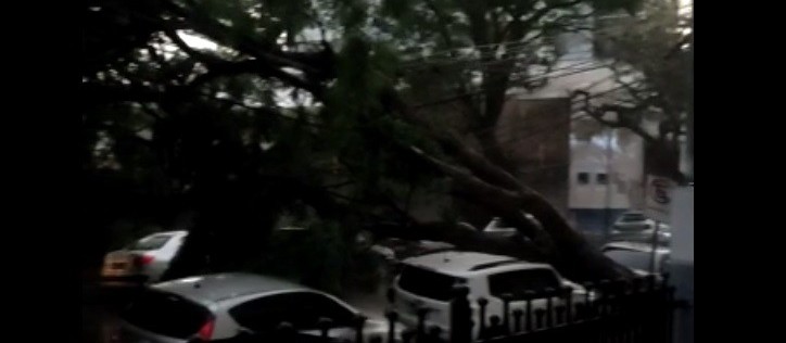 Após temporal em Maringá, 400 imóveis ficam sem luz; 11 árvores caídas até o momento