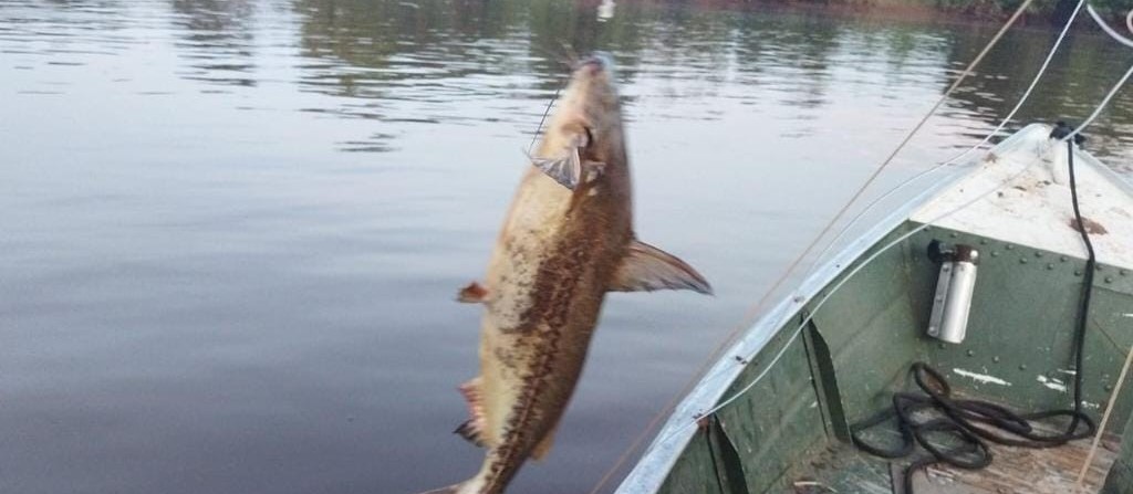 Polícia Ambiental devolve ao Rio Ivaí 150 peixes capturados irregularmente