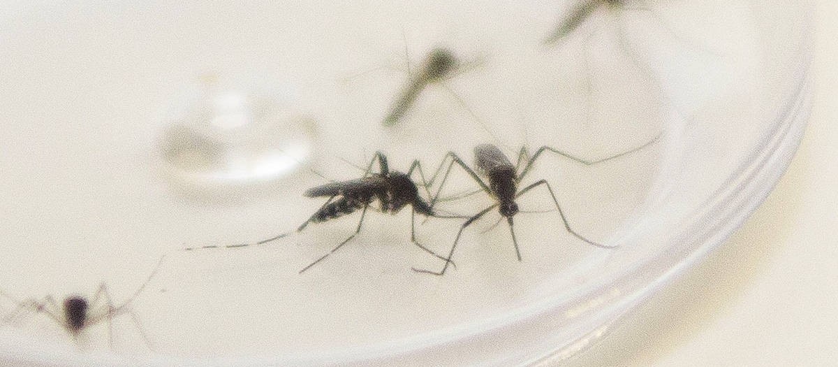 Maringá soma 298 casos confirmados de dengue no período epidemiológico