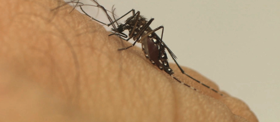 Em uma semana, Maringá registra três casos de dengue