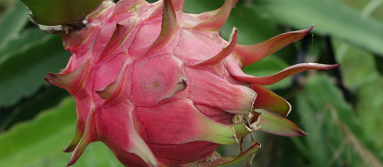 Maringá será sede de simpósio nacional sobre pitaya