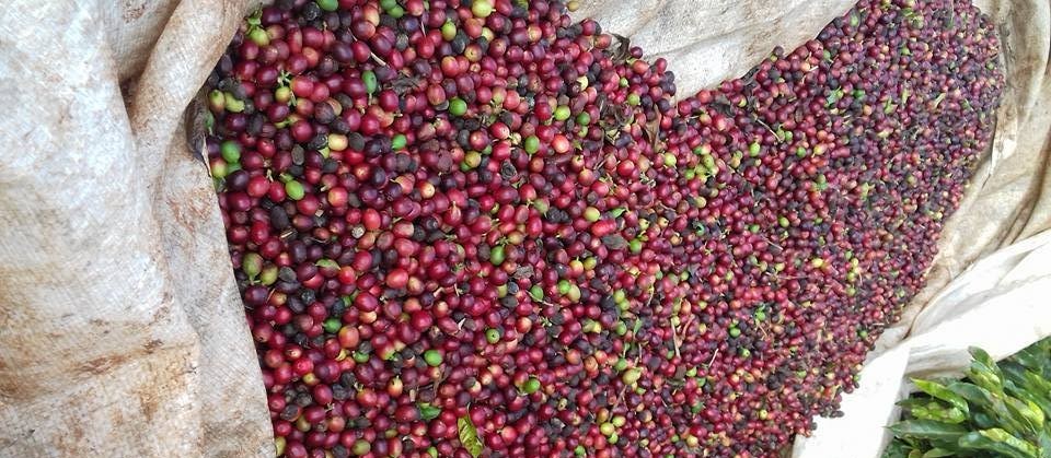 Saca do café custa R$ 377 na região de Maringá