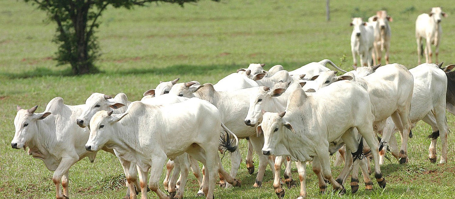 Período mais chuvoso já reflete em melhores condições para o manejo de bovinos no Paraná