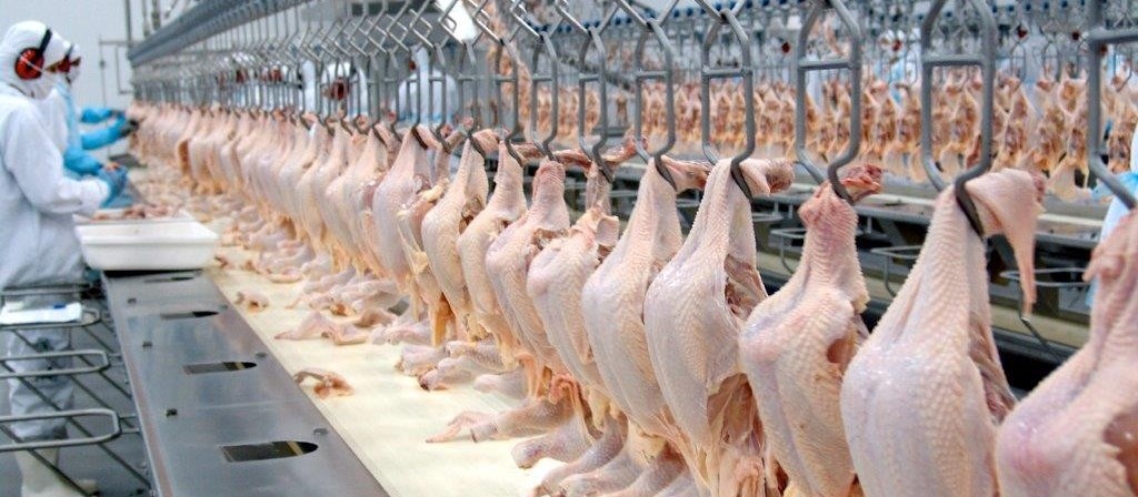 Abate de frango tem queda de 23,5% no Paraná
