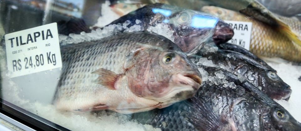 Procon encontra diferença de até 221% no preço dos pescados em Maringá