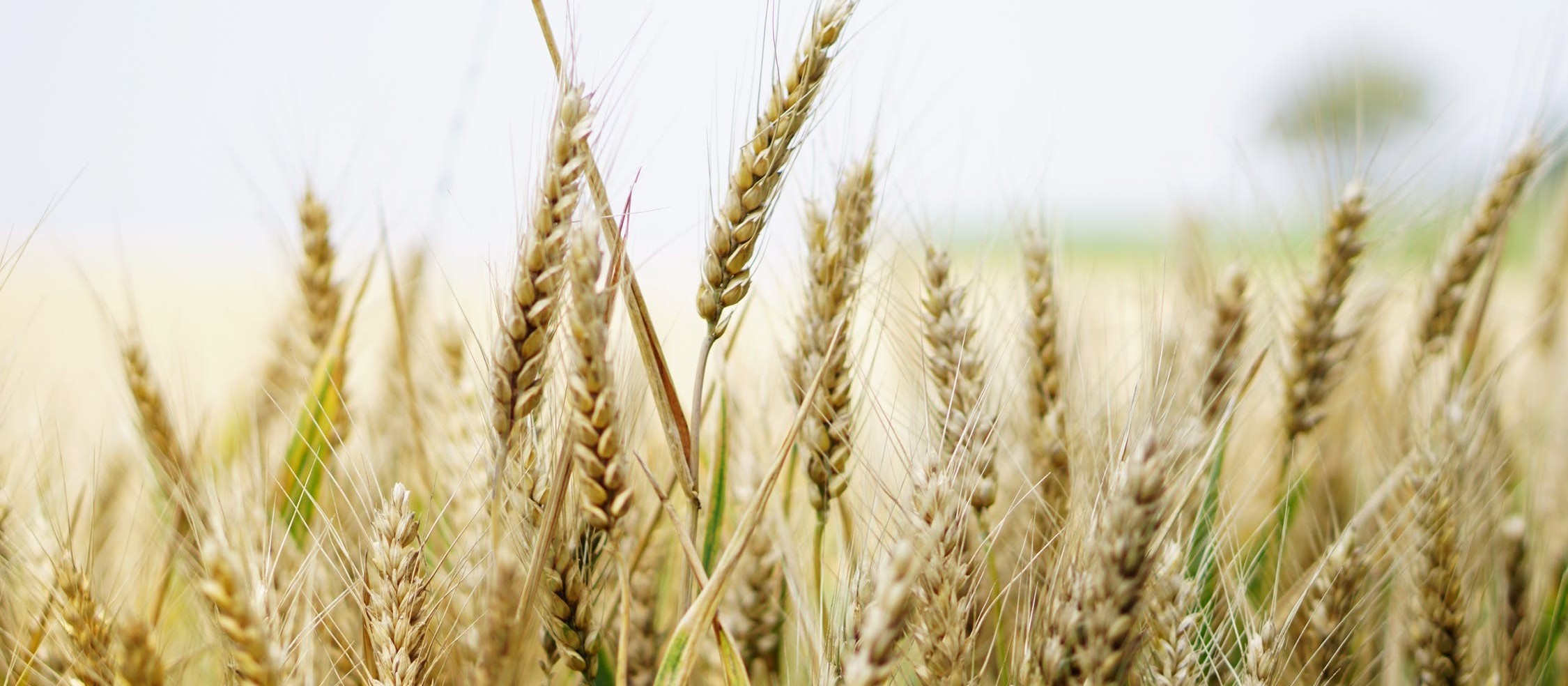 Plantio de trigo atinge nesta semana 91% da área estimada