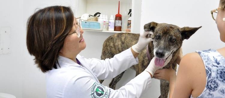 Exames de laboratório ajudam a prevenir doenças em pets