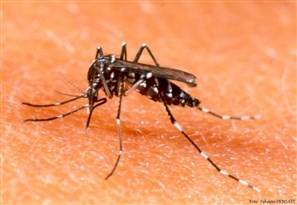 Agentes de Saúde de Maringá começam nessa segunda-feira a levantar o primeiro índice de infestação do mosquito da dengue de 2012