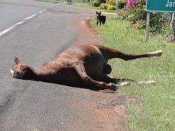 Animais soltos nas rodovias da região de Goioerê provocaram 13 acidentes neste primeiro semestre do ano