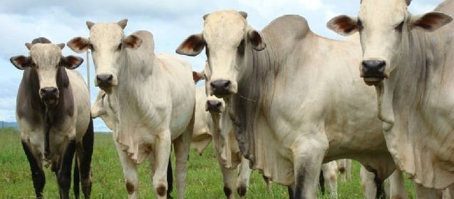Vaca gorda custa R$ 148 a arroba em Maringá