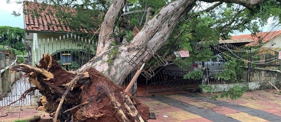 Sobe para 30 o número de árvores caídas em Maringá após temporal 