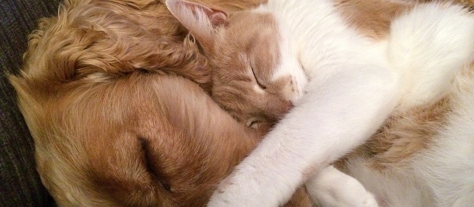 Cães e gatos podem viver juntos dependendo da personalidade de cada um