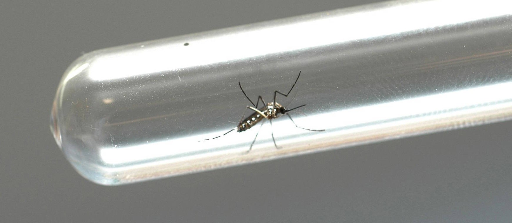 Dengue é preocupação e cresce no Estado