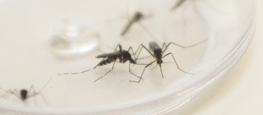 Maringá já tem 22 casos de dengue