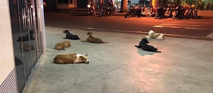 Cães passam dois dias na porta de hospital à espera do dono