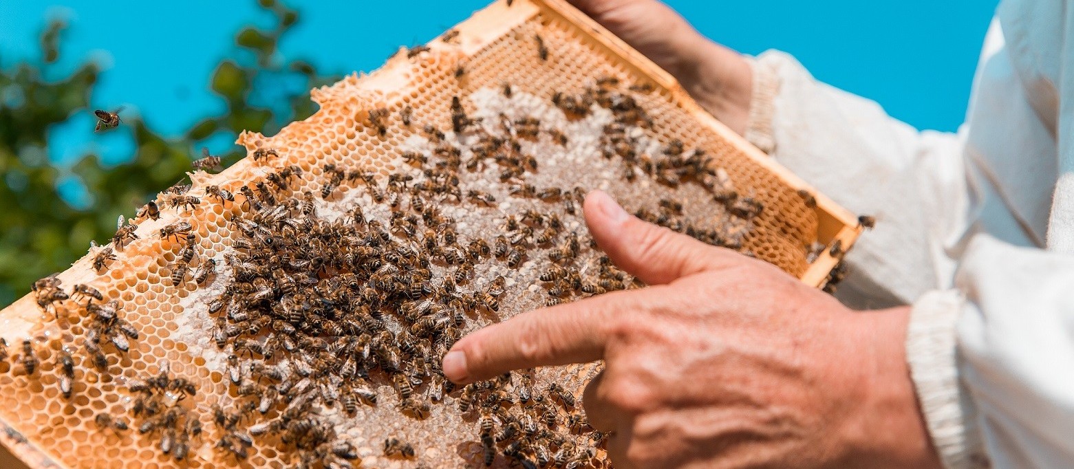 Assindi desenvolve projeto de apicultura na Terra Indígena Ivaí