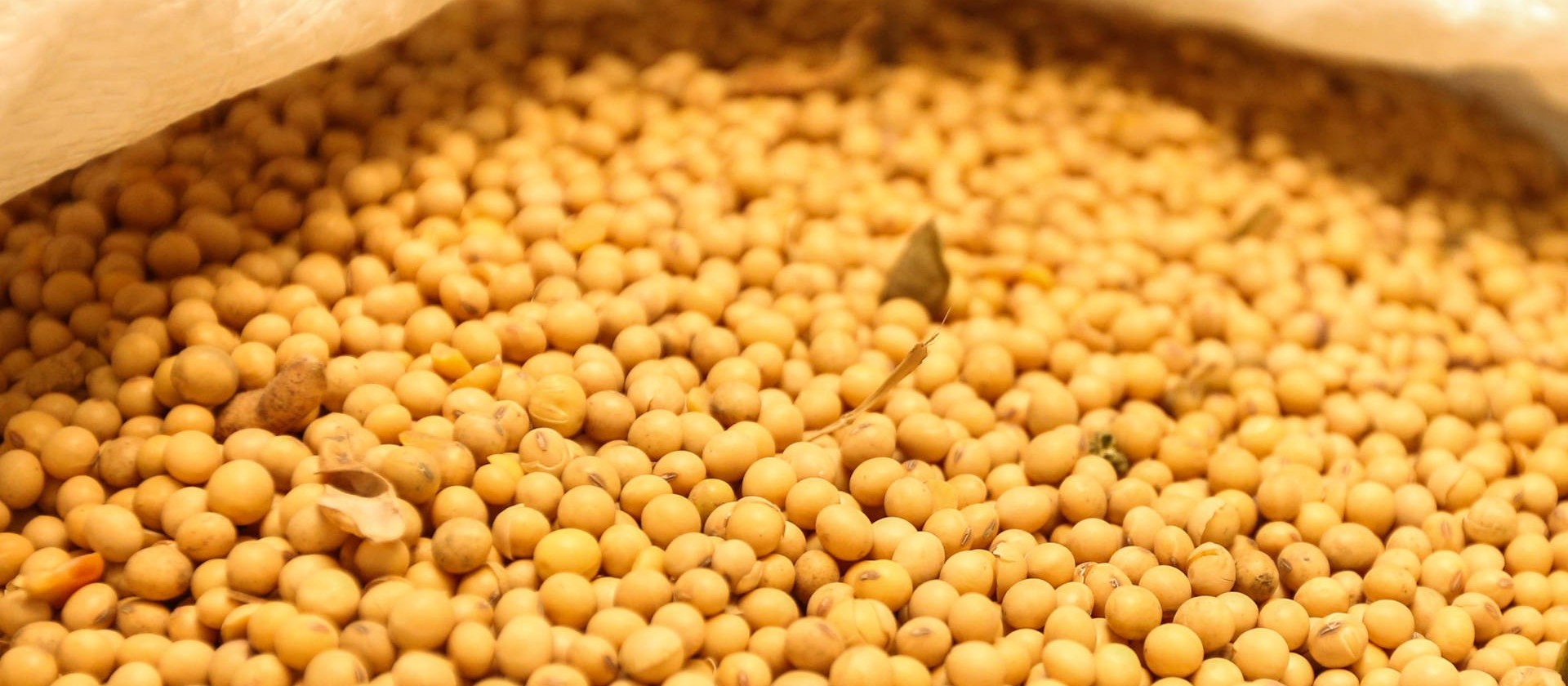 Safra brasileira de soja é estimada em 144,7 milhões de toneladas