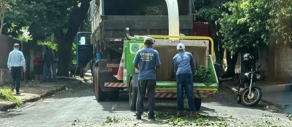 Paranavaí começa a erradicar plantas cítricas na área urbana