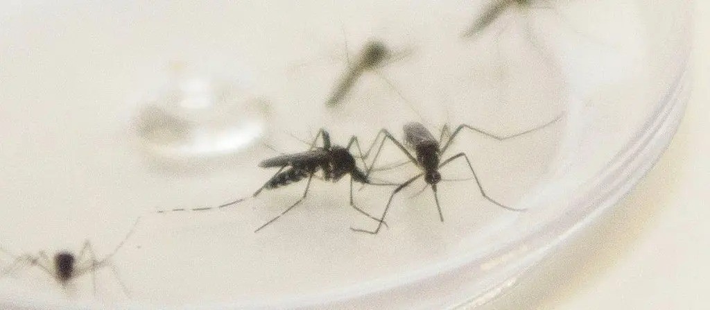 Maringá registra quase 700 casos de dengue em uma semana; veja o boletim atualizado