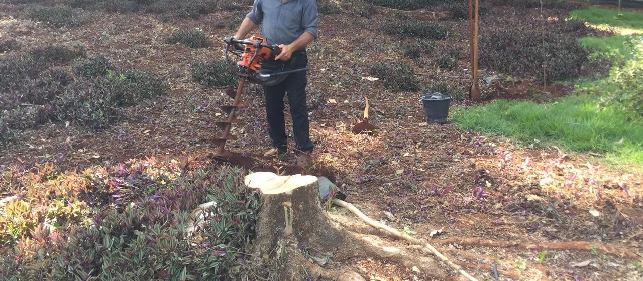 UEM é multada em R$ 28.500 por corte irregular de árvores