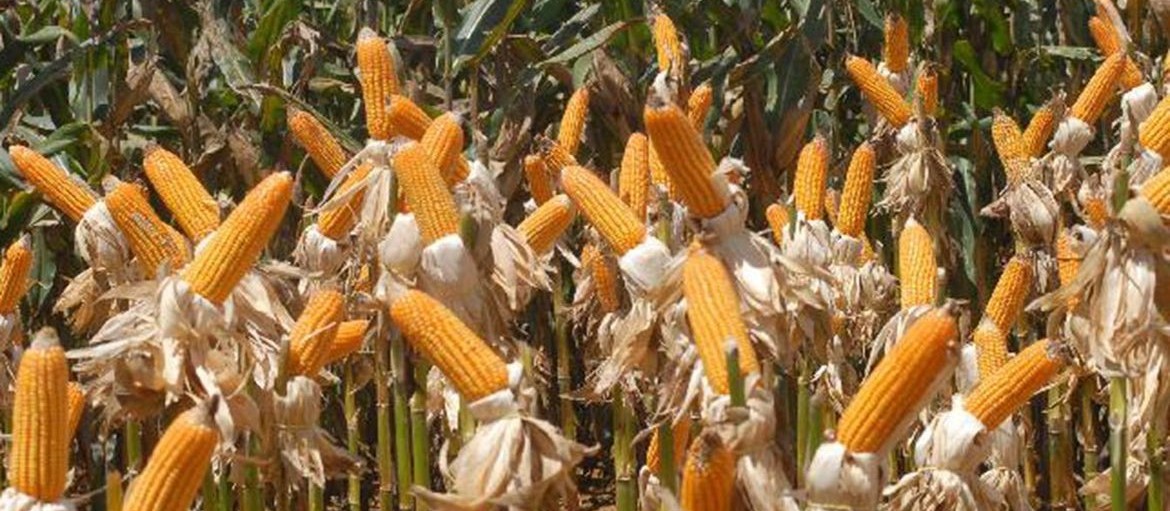 Paraná está entre regiões com potencial para novos empreendimentos ligados ao etanol de milho