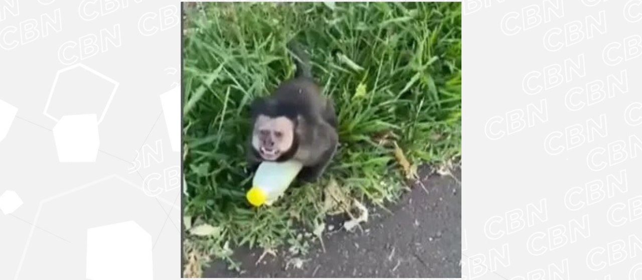 Vídeo de mulher sendo ‘roubada’ por macaco em Maringá viraliza nas redes sociais