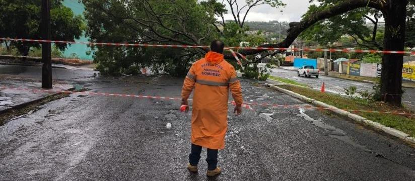Temporal provoca queda de oito árvores em Maringá