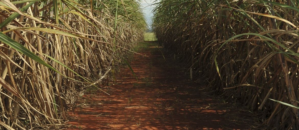 Brasil deve voltar a ter 50% de participação no mercado global de açúcar