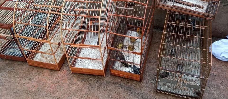 Mulher é multada em R$ 29 mil por manter aves em cativeiro