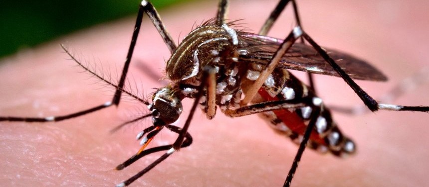 Maringá registra 227 casos positivos de dengue em uma semana