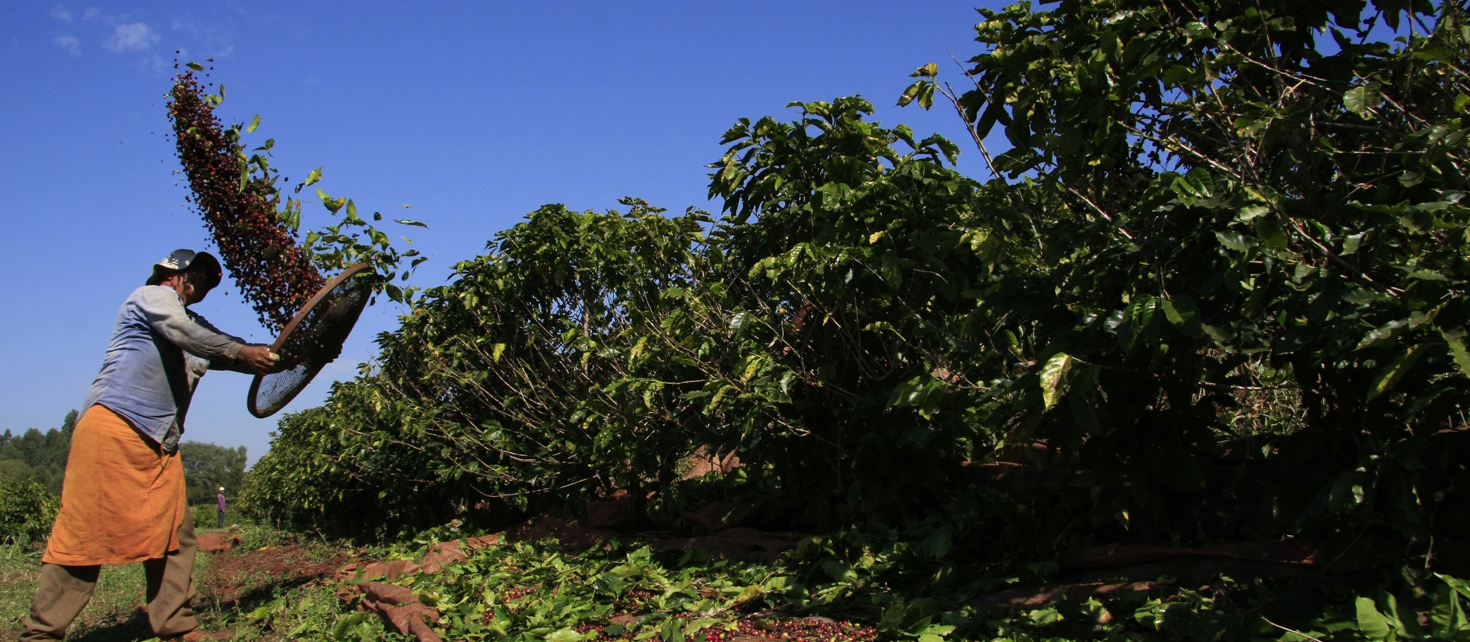 51% da área plantada com café foi colhida