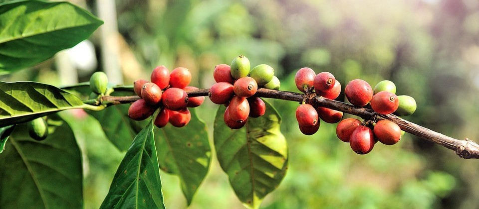 Faturamento do café exportado aumenta 7,2% em relação ao mesmo período de 2016