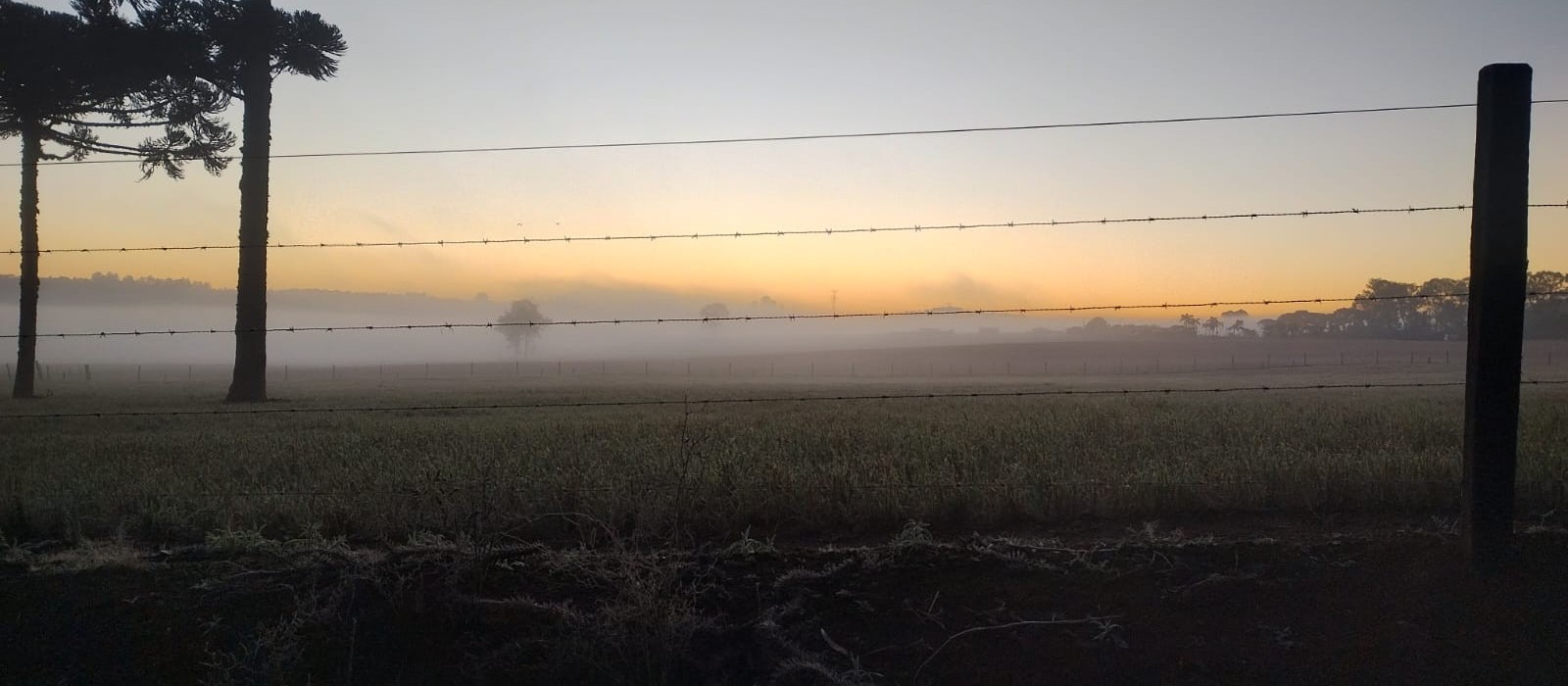 Segunda-feira (26) gelada em Maringá e no Paraná; com ocorrência de geada no centro-sul do estado 