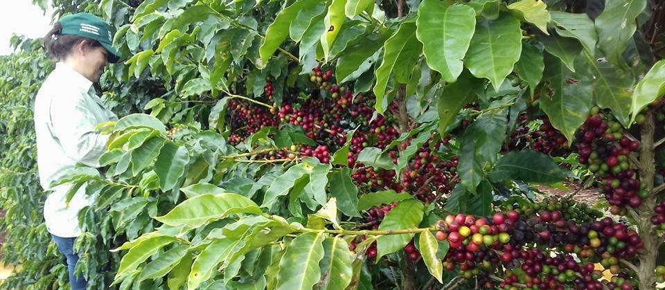 Começa a colheita do café no Paraná