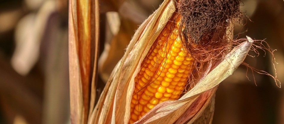 Cepea: comercialização de milho em abril nas principais praças acompanhadas esteve em ritmo lento