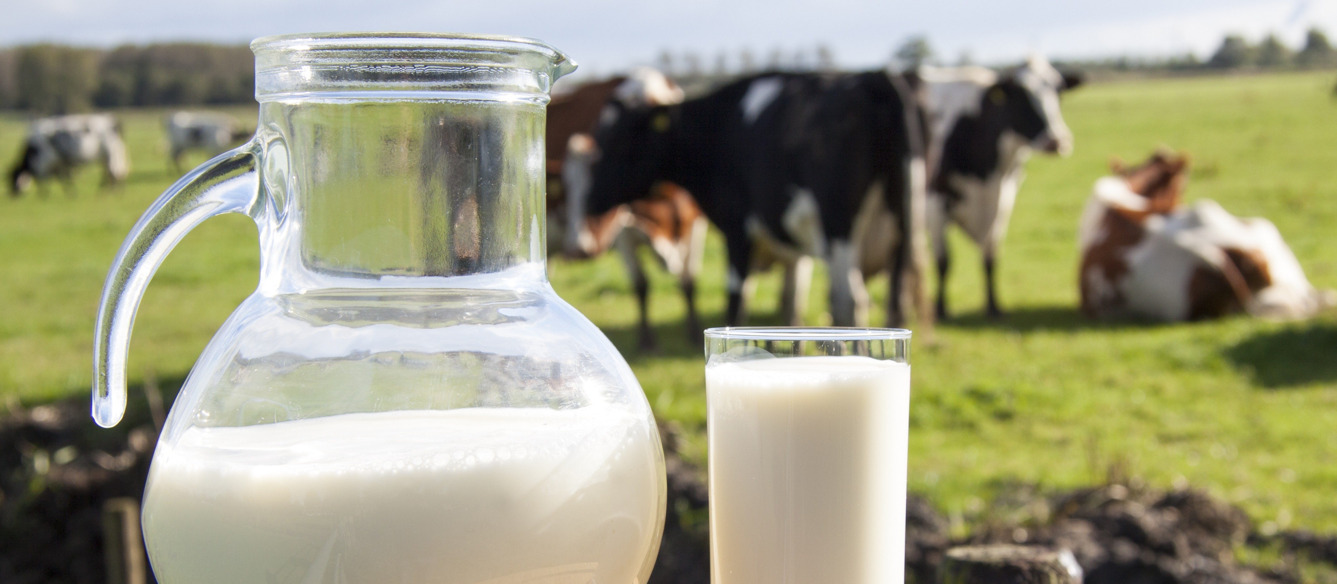 Custos da pecuária leiteira subiram 3,6% em 2019, em relação a 2018