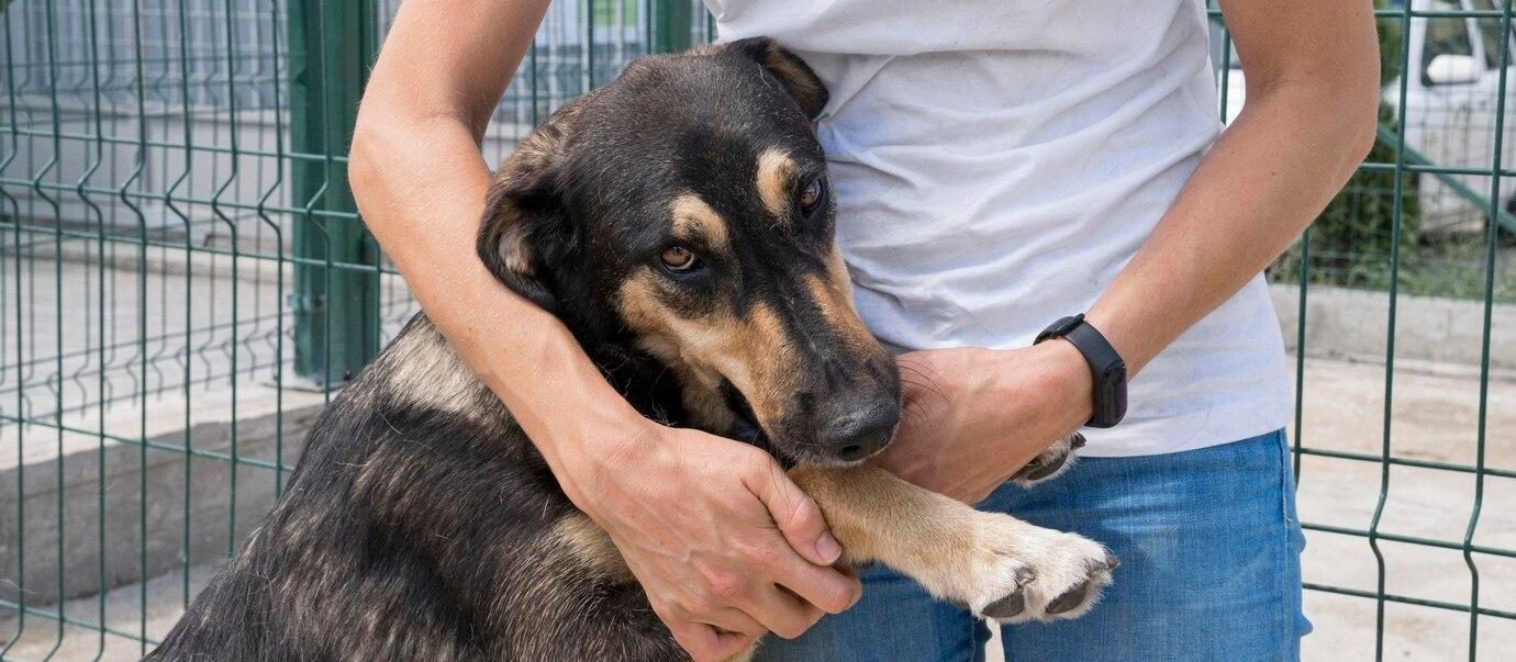 Documentário trata sobre a adoção responsável de pets