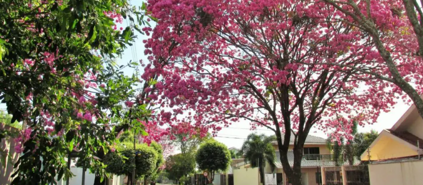 Veja como fica o tempo no Paraná e em Maringá neste domingo