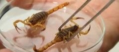 Número de escorpiões recolhidos já supera total de casos de 2017