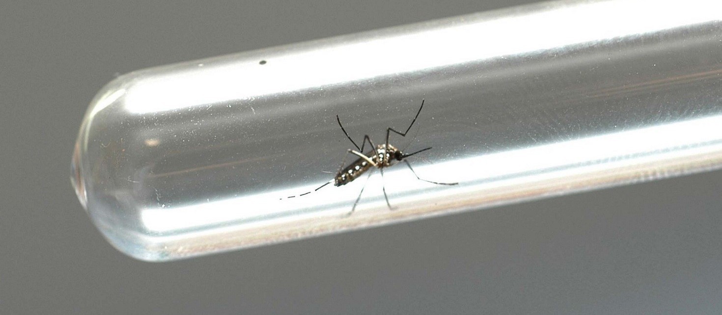 Novo boletim da Sesa traz mais 12 mortes por dengue no Paraná