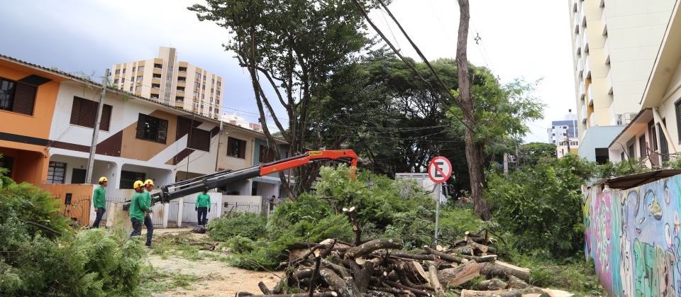918 árvores precisam ser removidas com urgência ou emergência em Maringá