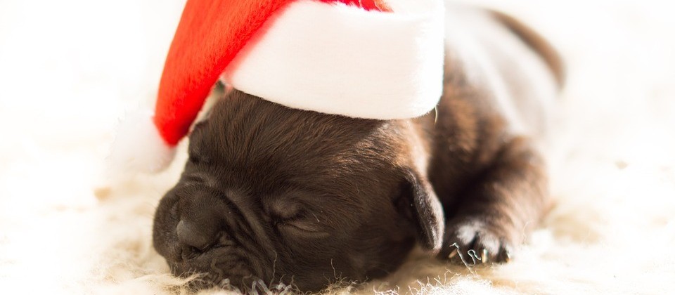 Pets podem ser um ótimo presente de Natal
