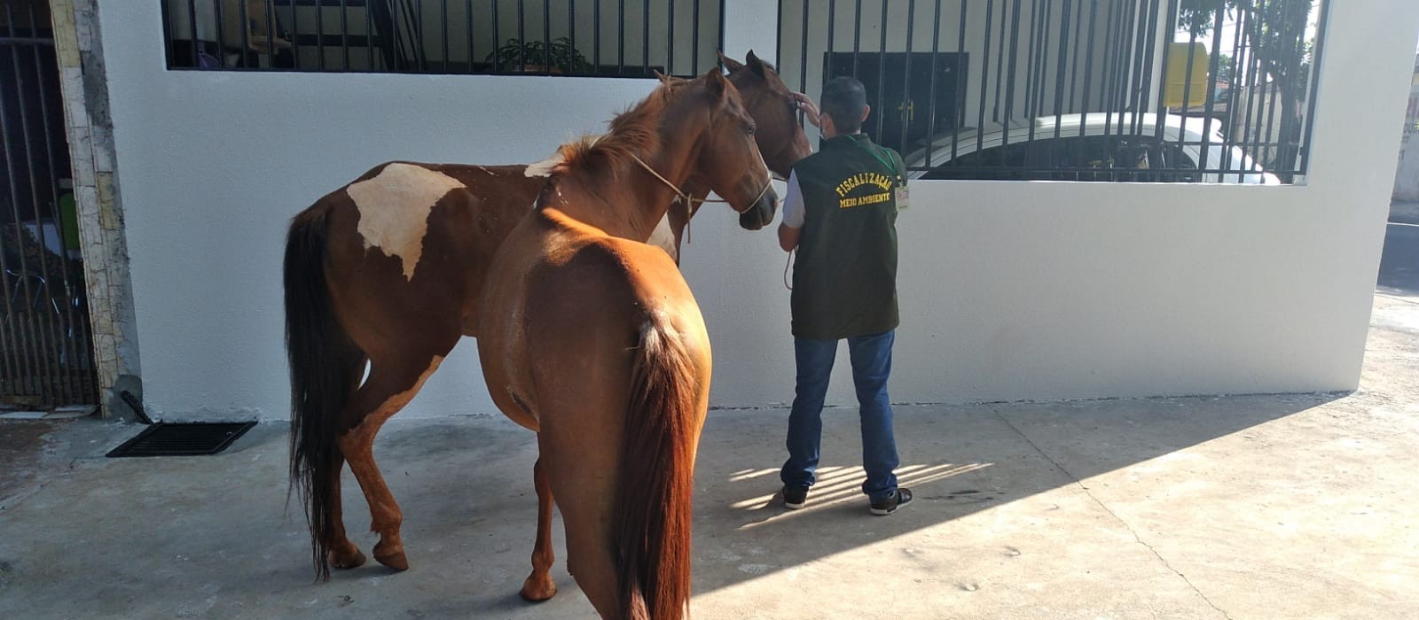 Cavalos feridos e abandonados são resgatados em Sarandi