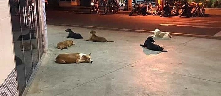 Morador de rua que ficou famoso por causa da vigília de cães na porta de um hospital, morre em Cianorte