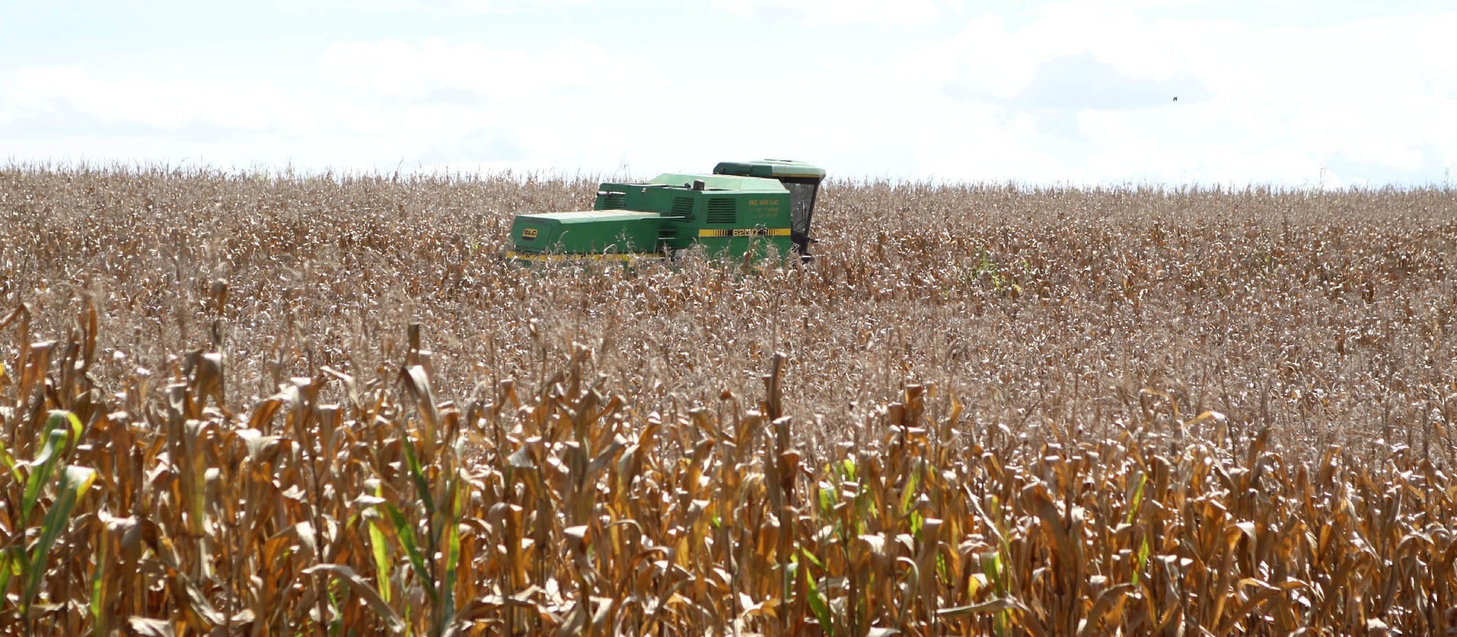 Qualidade da lavoura de milho do Paraná preocupa o setor