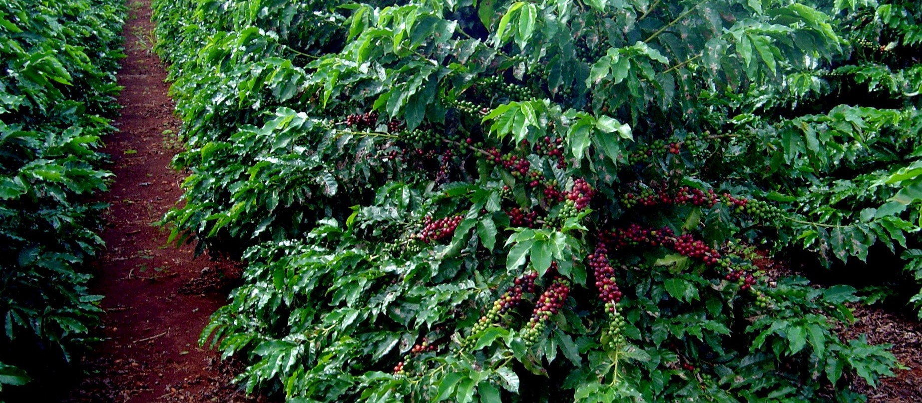 Brasil segue em 1º na produção de café no mundo 