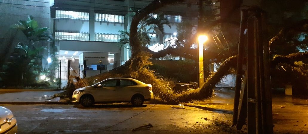 Temporal derruba pelo menos 20 árvores em Maringá