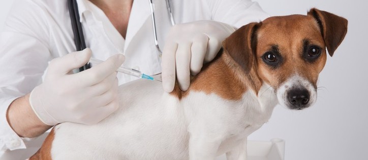 Como prevenir e tratar casos de intoxicação nos pets