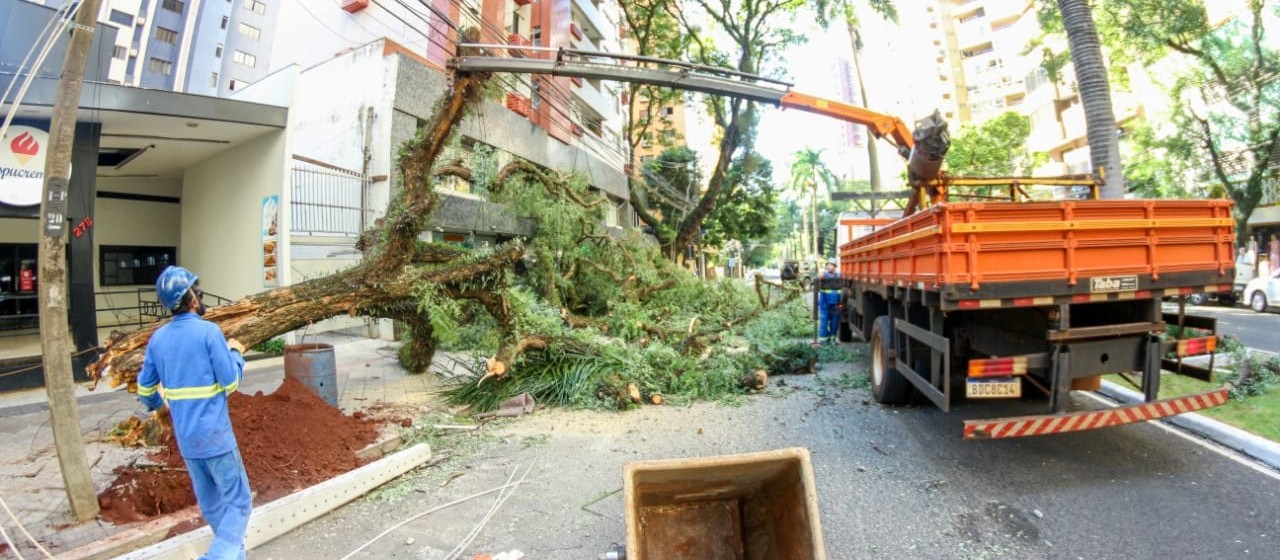 Maringá registrou a queda de mais de 300 árvores durante o temporal